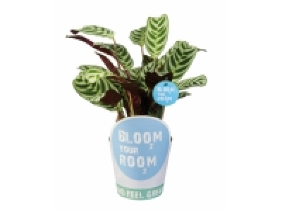 Green Plants Bloom your Room