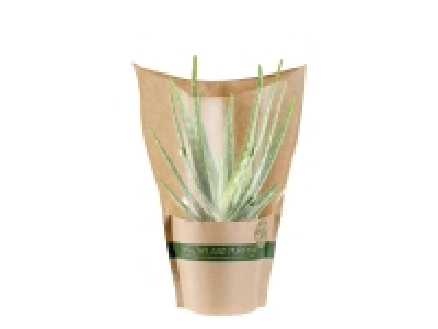 Air Purifying Plants £3.99