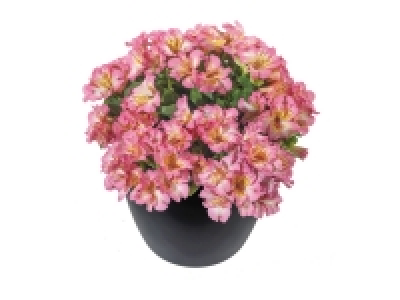 Alstromeria £9.99