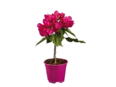 Bougainvillea £6.99