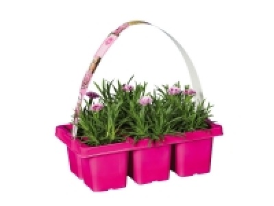 Lidl  Dianthus Pink Kisses