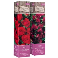 Poundland  Red Rose - 3 Assorted