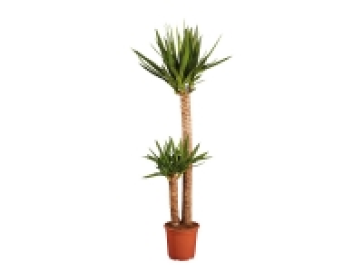 Large Green Houseplants £19.99