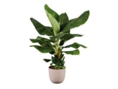 Banana Plant £12.99