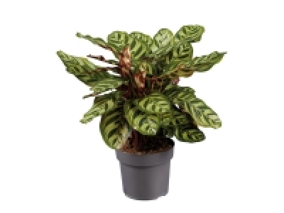 Assorted House Plants with colourful leaves