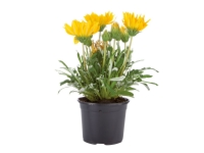 Assorted Flowering Plants £2.49