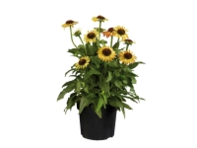 Lidl  Echinacea Moodz