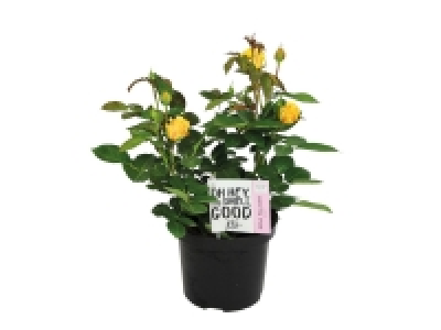 Garden Roses £9.99