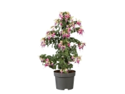 Lidl  Fuchsia