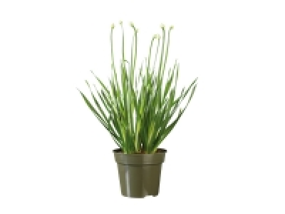 Alium £7.99