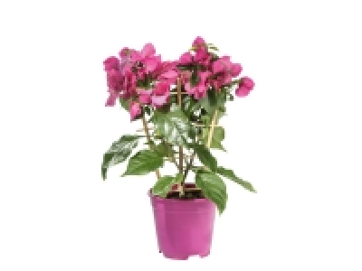 Lidl  Bougainvillea