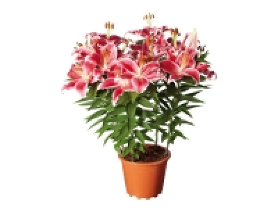 Lidl  Oriental Lilies