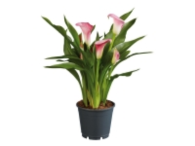 Assorted Calla Lilies £5.99