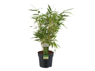 Garden Bamboo £6.99