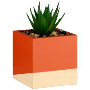 Succulent in Wooden Pot - Orange