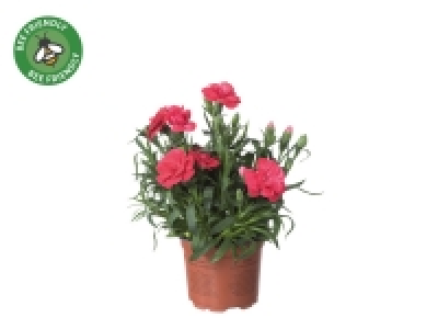 Dianthus £0.99