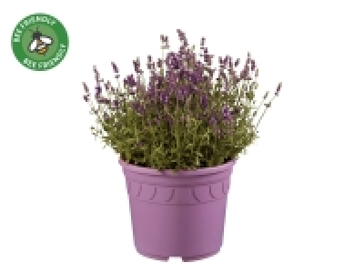 Lidl  Giant Lavender