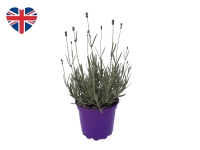 Lidl  British Lavender