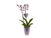 Lidl  Orchid in Ceramic