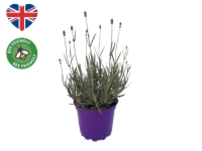 Lidl  English Lavender