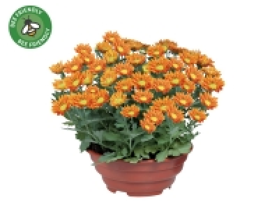 Lidl  Flowering Plants in Bowl