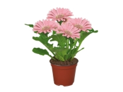 Flowering Plants £2.49