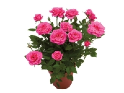 Mini Rose £1.99