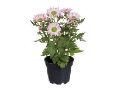 Chrysanthemum Mini £0.99