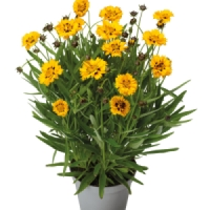 Summer Perennials 2L