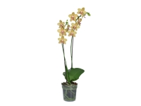 Lidl  Twin Stem Orchid