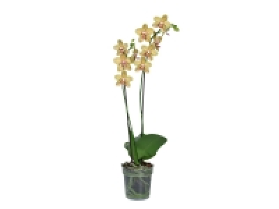 Twin Stem Orchid £8.99