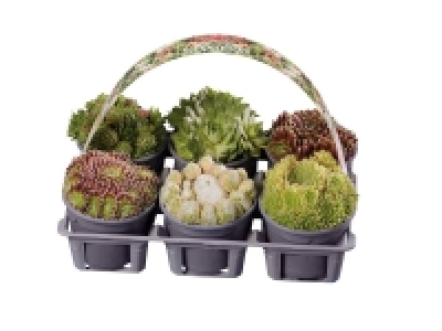 Lidl  Sempervivum Mixed