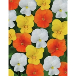 Summer Bedding 20 Pack