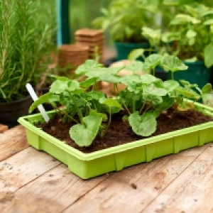 Seed Trays (Pack of 4) £3.20