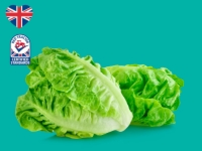 British Mini Cosberg Lettuce