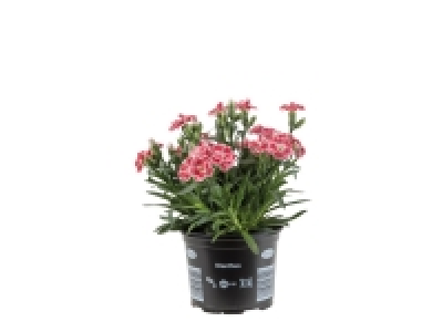 Lidl  Dianthus