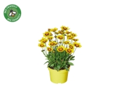 Lidl  Bee < Butterfly Perrenials