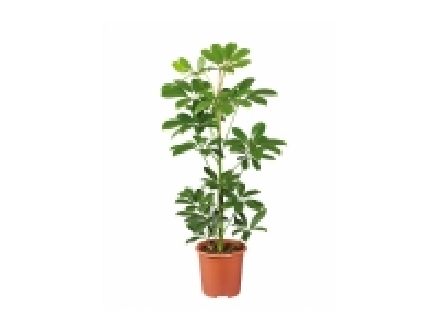 Green Houseplants
