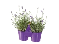 Lidl  Lavender in Duo Pot