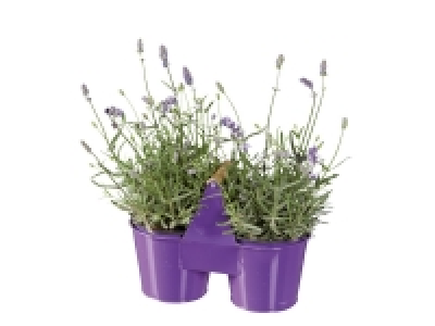 Lavender in Duo Pot