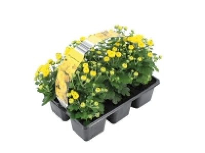 Lidl  Chrysanthemum