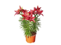 Lidl  Asiatic Lilies