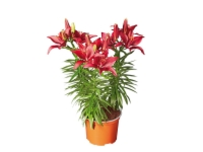 Asiatic Lilies