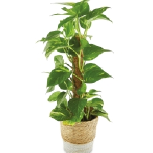 Large House Plant