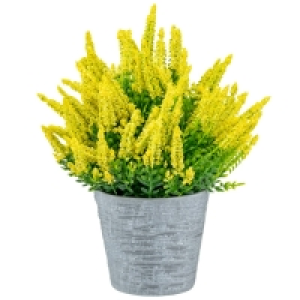 Heather In Plant Pot - Yellow