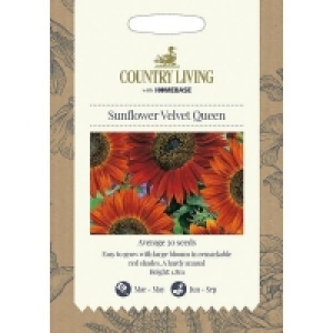 Country Living Sunflower Velvet Queen Seeds £2.40