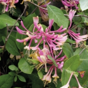 Passiflora, Honeysuckle & Clematis