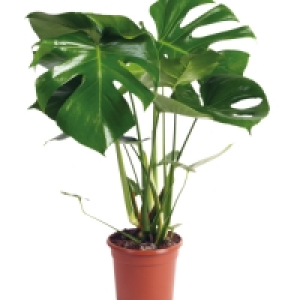 17cm Cheese Plant