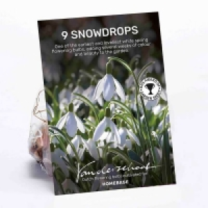 Galanthus Woronowii Plant Bulbs £4.00
