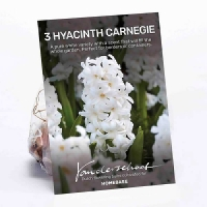 Hyacinth Carnegie £4.00